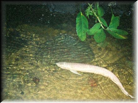 stockholm- white eel
